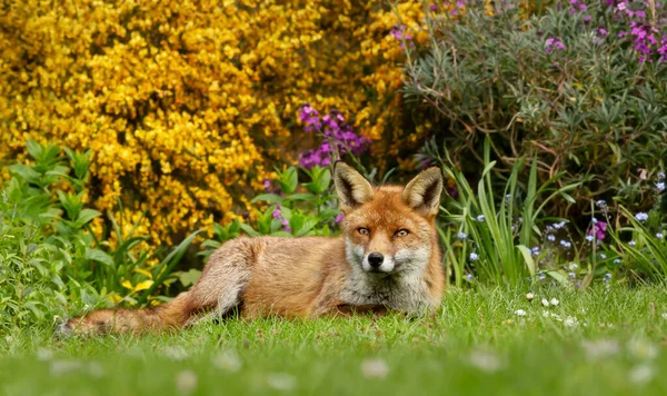 Close Red Fox Vulpes Vulpes Lying Green Grass Colorful Background — ストック写真