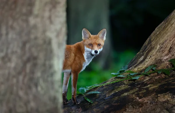 Close Red Fox Cub Hiding Tree Forest — Fotografia de Stock