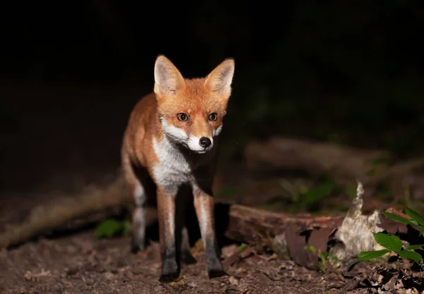 Närbild Rödräv Vulpes Vulpes Unge Skogen Natten Storbritannien — Stockfoto