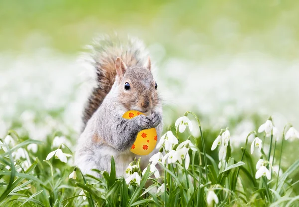 Close Grey Squirrel Holding Easter Egg Spring — Fotografia de Stock