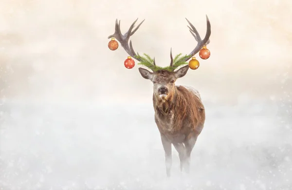 Close Red Deer Stag Christmas Winter — Stockfoto