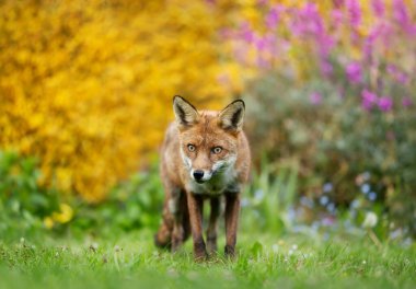 Bir kızıl tilkinin (Vulpes vulpes) yaz mevsiminde renkli bir arka plana karşı yakın plan, Birleşik Krallık.