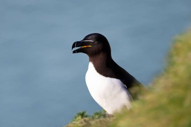 Bempton, İngiltere 'de bir uçuruma yuva yapan bir Razorbill' in yakınında..