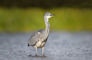 Close-up of a grey heron (Ardea cinerea) in water, UK.