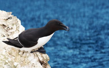 Bempton, İngiltere 'de bir uçuruma yuva yapan bir Razorbill' in yakınında..