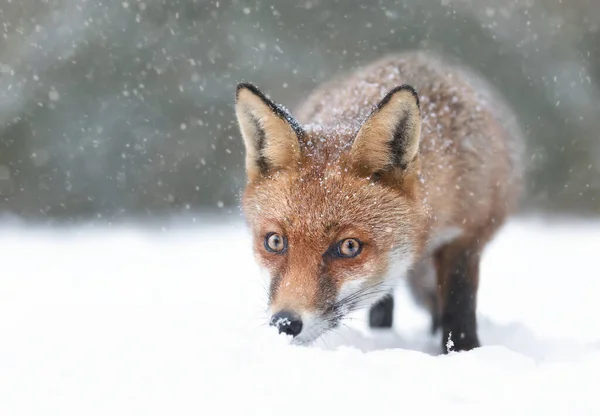 红狐在雪地里的特写 英国的冬天 — 图库照片