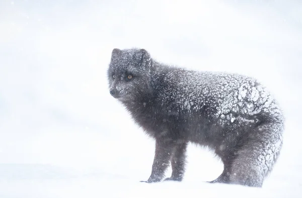 冰岛冬季一只北冰洋狐狸的近身生活 — 图库照片