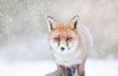 Close-up of a Red fox in the falling snow in winter, UK.