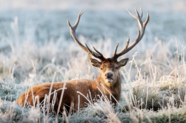 Close up of a Red deer stag lying on the frosted grass in winter, UK.