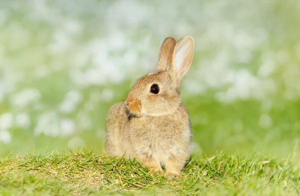 英国の草の中に座ってかわいいウサギのクローズアップ — ストック写真