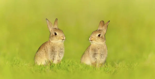 Närbild Två Söta Små Kaniner Som Sitter Ängen Storbritannien — Stockfoto