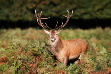 Red deer standing in bracken, autumn in UK.