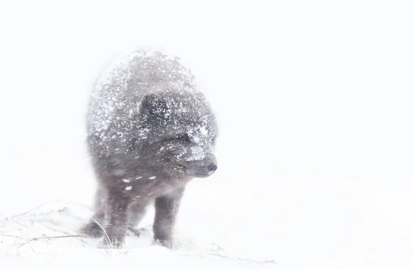 Κοντά Μια Αρκτική Αλεπού Στο Χιόνι Που Πέφτει Ισλανδία — Φωτογραφία Αρχείου