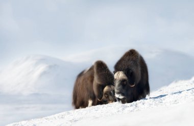 Musk Oxen in Dovrefjell mountains in winter, Norway.