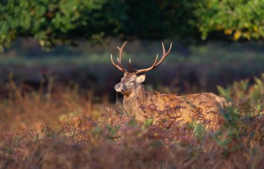 Sonbaharda İngiltere 'de kızıl bir geyik geyiğine yakın..