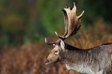 Close up of a Fallow deer (Dama dama), UK.