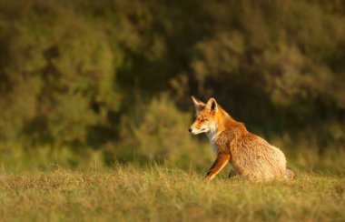 Close up of a red fox sitting in the meadow, UK.
