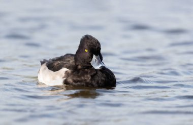 Close up of a Tufted duck in lake, UK.