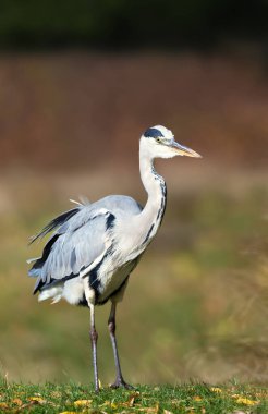 Close-up of a grey heron (Ardea cinerea), UK.