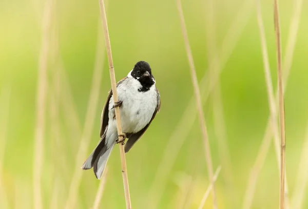 Close Perched Common Reed Bunting — Stock Photo, Image