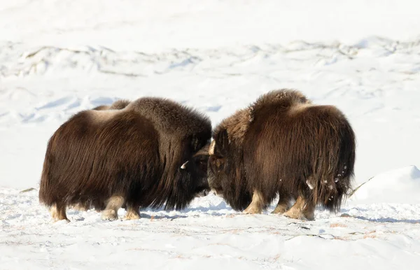 Close Musk Oxen Fighting Winter Norway Dovrefjell National Park — Stock Photo, Image