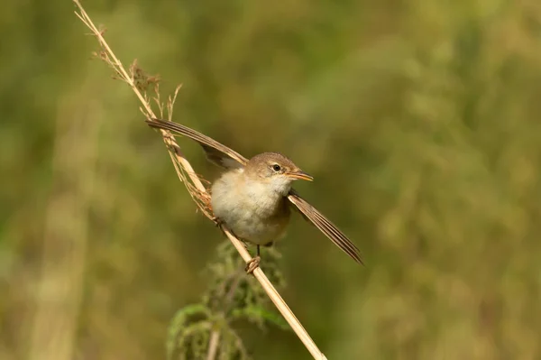 Close Reed Warbler Perched Small Twig — Stock fotografie