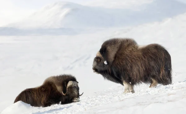 冬季挪威Dovrefjell山上的麝牛 — 图库照片