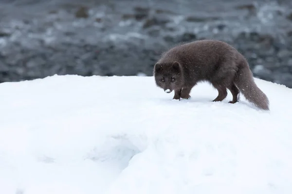 Close Arctic Fox Snow Iceland — Stok fotoğraf
