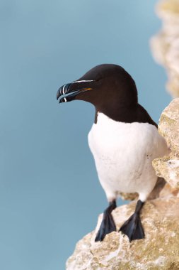 Close up of a Razorbill on cliffs against blue background, Bempton, UK.