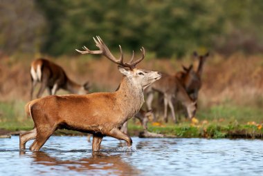 Close-up of a Red deer stag walking in water during rutting season, UK.
