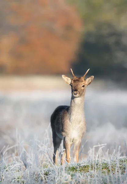 Close Young Fallow Deer Dama Dama Winter — Φωτογραφία Αρχείου