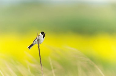 Common reed bunting perched on a reed, UK.