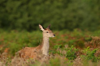 Close up of a red deer hind standing in bracken, UK.