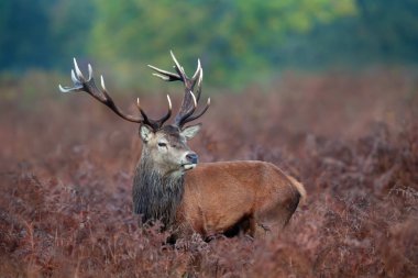 Sonbaharda İngiltere 'de kızıl bir geyik geyiğine yakın..