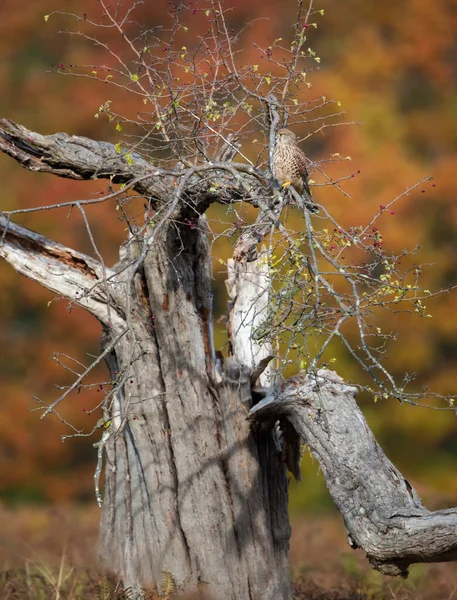 Common Kestrel Perched Tree Autumn England — Stock Photo, Image