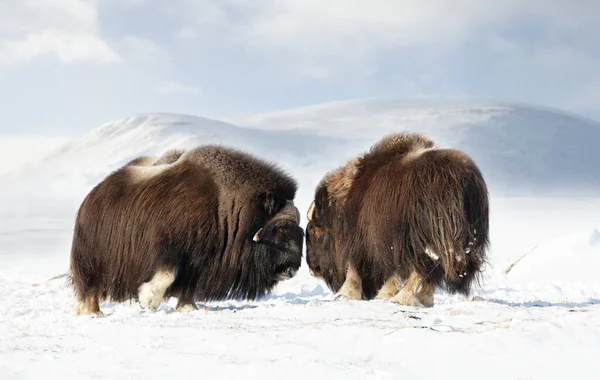 在挪威Dovrefjell国家公园 冬季Musk Oxen战斗的特写镜头 — 图库照片