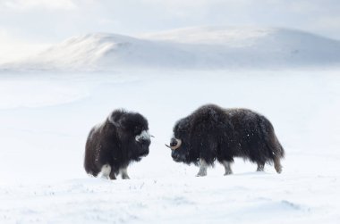 Musk Oxen juvenile in Dovrefjell mountains in winter, Norway.