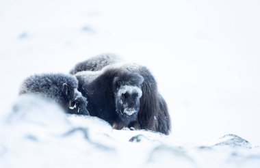 Baby musk ox in Dovrefjell mountains in winter, Norway.
