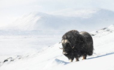 Musk Ox in the falling snow in winter, Norway.