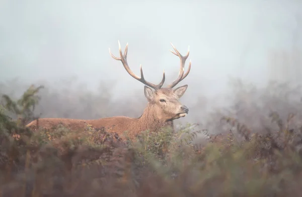 Primer Plano Ciervo Rojo Ciervo Niebla Mañana Reino Unido — Foto de Stock