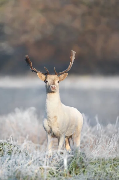 Close Fallow Deer Dama Dama Winter — Stock Photo, Image