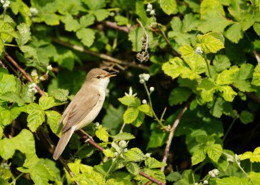 Close-up of a perched Common whitethroat, UK.