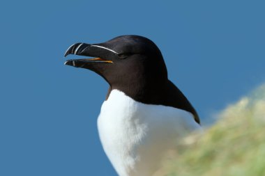 Bempton, İngiltere 'de bir uçuruma yuva yapan bir Razorbill' in yakınında..