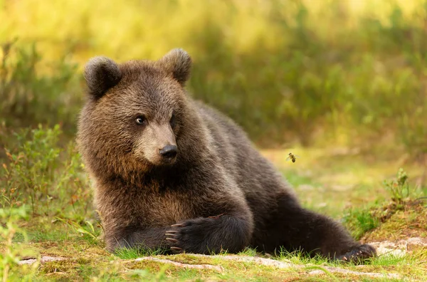 Close Cute Eurasian Brown Bear Cub Closely Watching Flying Bee — Stock Photo, Image
