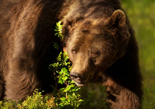 Impressive Portrait Eurasian Brown Bear Forest Finland — ストック写真