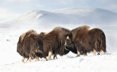 Group of Musk Oxen in Dovrefjell mountains in winter, Norway.