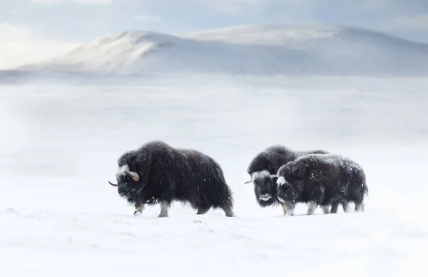 Group Musk Oxen Dovrefjell Mountains Winter Norway — стокове фото