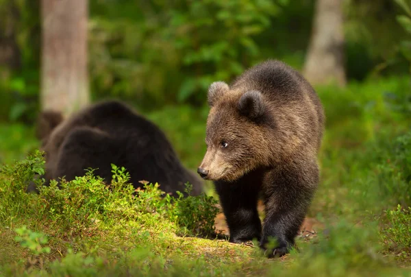 Close Filhote Urso Eurasian Brown Bonito Uma Floresta Finlândia — Fotografia de Stock