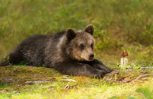 Закрытие Симпатичного Медвежонка Евриана Бурого Наблюдающего Бабочкой Финляндия — стоковое фото
