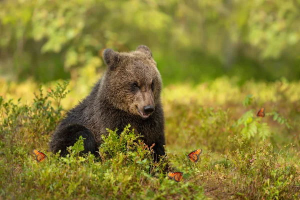 Закрийте Гарного Ведмедя Євразійського Брауна Метеликами Фінляндія — стокове фото